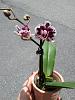 What to do with mini phal?-20130512_130013-jpg