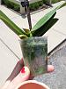 What to do with mini phal?-20130512_130032-jpg