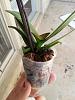 What to do with mini phal?-20130512_143827-jpg