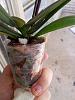What to do with mini phal?-20130512_143833-jpg