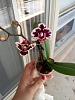 What to do with mini phal?-20130512_143844-jpg