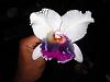 Lc. Jamaica Souvenir 'Elizabeth' x Lc. Mildred Rives 'Orchidglade' AM/AOS-img_0140-copy-jpg
