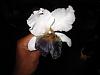 Lc. Jamaica Souvenir 'Elizabeth' x Lc. Mildred Rives 'Orchidglade' AM/AOS-img_0141-copy-jpg