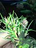 Maxillaria pygmaea?-img_0392-jpg