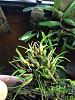 Maxillaria pygmaea?-img_0396-jpg