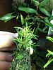 Maxillaria pygmaea?-img_0393-jpg