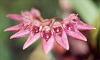 Any body has the image of Bulbophyllum Adoribil Ring-bulbo-jpg