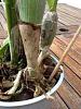 New growths on NoId Cattleyas-imageuploadedbytapatalk-hd1369420184-454974-jpg