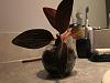 Starting a Jewel Orchid from a cutting: Advice wanted-img_2629-jpg
