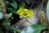Dendrobium aberrans-img_8869-jpg