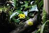 Dendrobium aberrans-img_8915-jpg