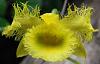 Dendrobium aberrans-obraz-jpg