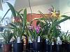 Guess who went to an orchid fair....-20130601_142250-jpg
