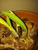 Cattleya with black spot on leaves-img_20130602_143946-jpg