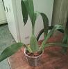 I divided my Oncidium I got yesterday.-orchid-7-1-jpg