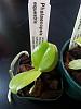New Phals and a flying pest question-2013-06-17-17-28-02-jpg