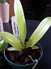 New Phals and a flying pest question-2013-06-17-17-28-12-jpg