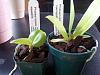New Phals and a flying pest question-2013-06-17-17-27-54-jpg