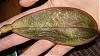 Novice phal owner - rotten leaf, and crack in another leaf-008-jpg