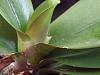 Growth coming out of leaf axle on NOID phal.  What is this???-dscf1496-jpg