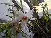 Outdoor orchid &quot;garden&quot;-img-20130626-01182-jpg