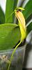 B. obavatifolium (originally thought to be Bulbophyllum restrepia)-7-2-13-005-jpg