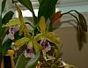 Laelia tenebrosa in bloom, but have questions-_dsc1600_2013-07-04_1320-jpg
