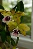 Laelia tenebrosa in bloom, but have questions-_dsc1602_2013-07-06_1322-jpg