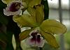 Laelia tenebrosa in bloom, but have questions-_dsc1606_2013-07-06_1326-jpg