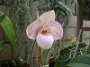 Paph NOID blooming for the first time-dsc07042-jpg