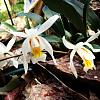 Coelogyne Unchained Melody-image-jpg