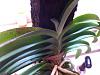 purplish leaves on Lou Sneary Blue Bird-blue-bird-2-jpg
