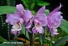 My new blooming orchids-cattleya-noid-jpg