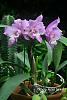 My new blooming orchids-cattleya-noid-1-jpg