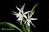 My new blooming orchids-dgmra_winter-wonderland-white-fairy-1-jpg