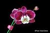 My new blooming orchids-phalaenopsis-1-jpg