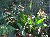 Outdoor orchid &quot;garden&quot;-imageuploadedbytapatalk1373993018-868333-jpg