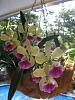 Outdoor orchid &quot;garden&quot;-imageuploadedbytapatalk1373993373-062068-jpg