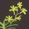 Three Vanda (Neofinetia) Falcata Orchid Hybrids-imageuploadedbytapatalk1374197953-873472-jpg