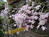Dendrobium of my garden from Taiwan-neo_img_dsc07109-jpg