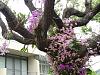 Dendrobium of my garden from Taiwan-neo_img_dsc07121-jpg