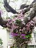 Dendrobium of my garden from Taiwan-neo_img_dsc07123-jpg