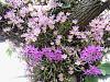 Dendrobium of my garden from Taiwan-neo_img_dsc07124-jpg