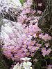 Dendrobium of my garden from Taiwan-neo_img_dsc07128-jpg