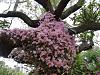 Dendrobium of my garden from Taiwan-neo_img_dsc07132-jpg