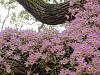 Dendrobium of my garden from Taiwan-neo_img_dsc07133-jpg