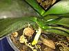 Phalenopsis trouble roots dying leaves withering-imageuploadedbytapatalk1375136924-725182-jpg