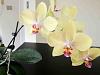 Phalenopsis trouble roots dying leaves withering-imageuploadedbytapatalk1375137163-284280-jpg
