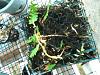 growing Angraecum distichum &quot;Mt. Cuba&quot;-img_0127-1-jpg