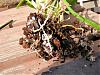What is this?-p1010090_640x480-jpg